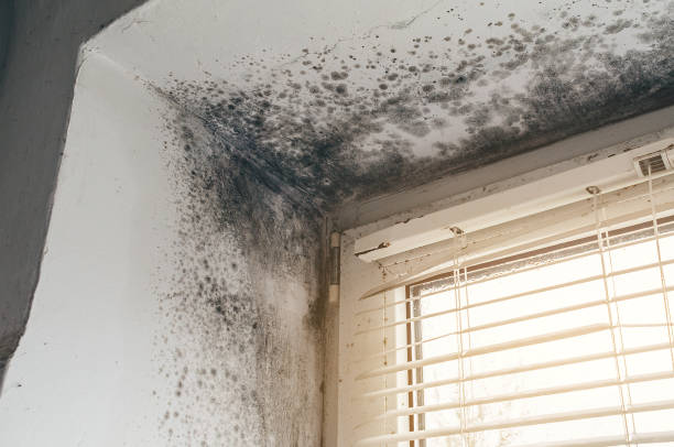 Affordable Mold Remediation solutions in Chevy Chase, MD