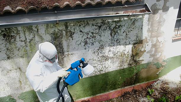 Top rated local Mold Remediation specialists in Chevy Chase, MD